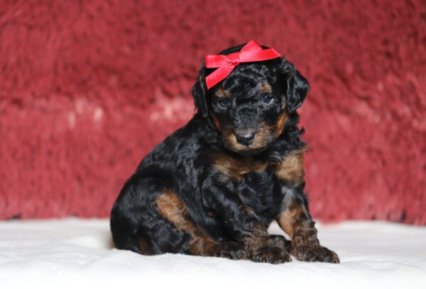 1252a Carol mini poodle puppy the puppy lodge.JPG