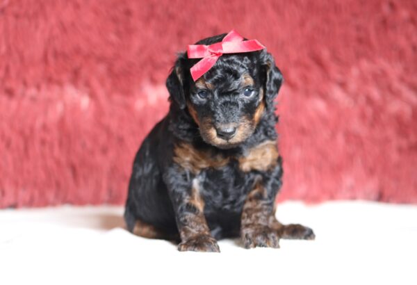 1252aa-Carol-mini-poodle-puppy-the-puppy-lodge-scaled.jpg