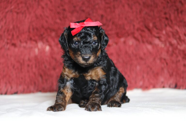 1252aaa-Carol-mini-poodle-puppy-the-puppy-lodge-scaled.jpg