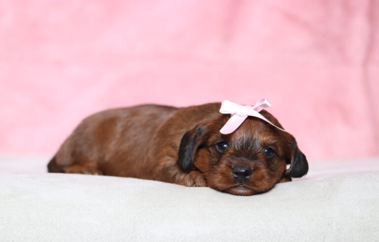 1253a-Lisetta-Doxidoodle-puppy-The-Puppy-Lodge-scaled.jpg