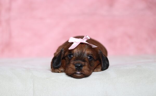 1253aa-Lisetta-Doxidoodle-puppy-The-Puppy-Lodge-scaled.jpg