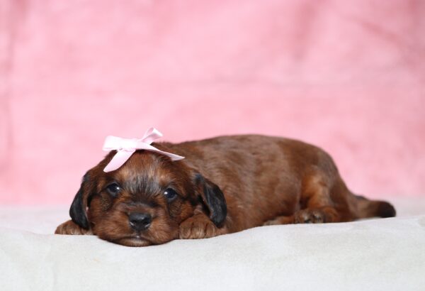 1253aaa Lisetta- Doxidoodle puppy-The Puppy Lodge.JPG