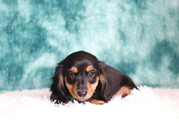 2881a-Lanco-dachshund-puppy-The-Puppy-Lodge-scaled.jpg