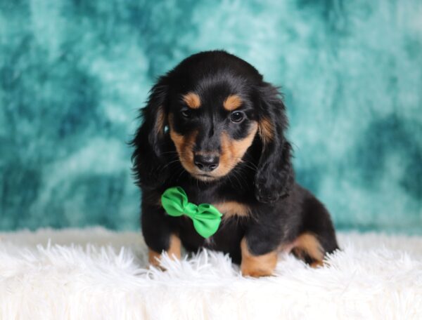 2881aa-Lanco-dachshund-puppy-The-Puppy-Lodge-scaled.jpg