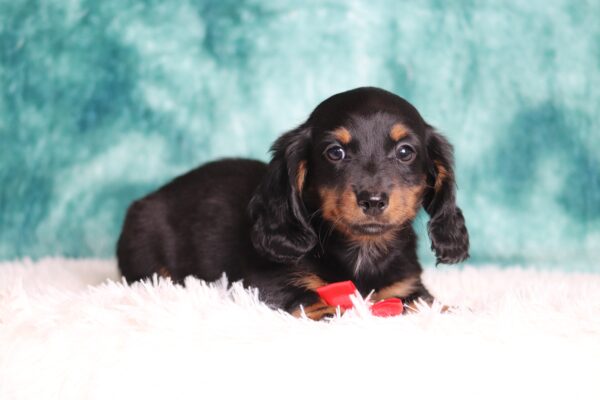 2882a-Loki-dachshund-puppy-The-Puppy-Lodge-scaled.jpg