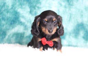 2882aa-Loki-dachshund-puppy-The-Puppy-Lodge-scaled.jpg