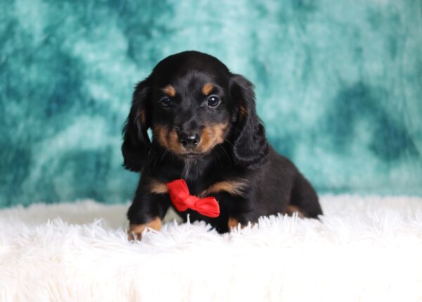 2882aaa Loki-dachshund puppy -The Puppy Lodge.JPG