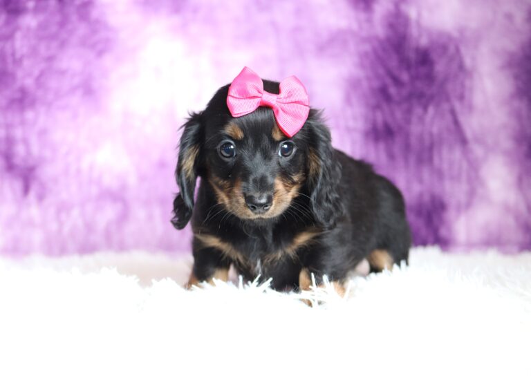 2883a-Larissa-dachshund-puppy-The-Puppy-Lodge-scaled.jpg