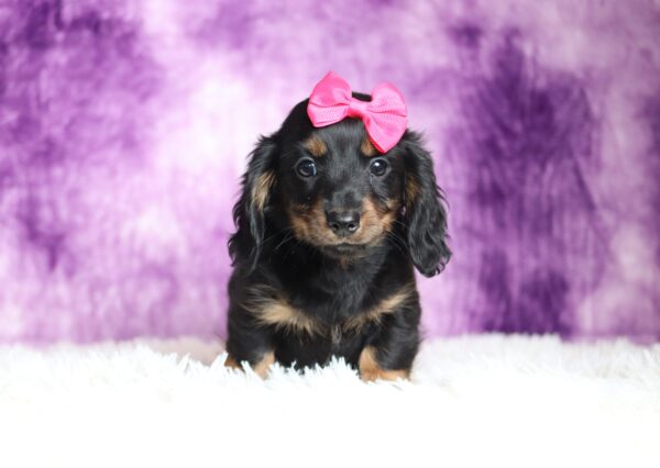 2883aa-Larissa-dachshund-puppy-The-Puppy-Lodge-scaled.jpg