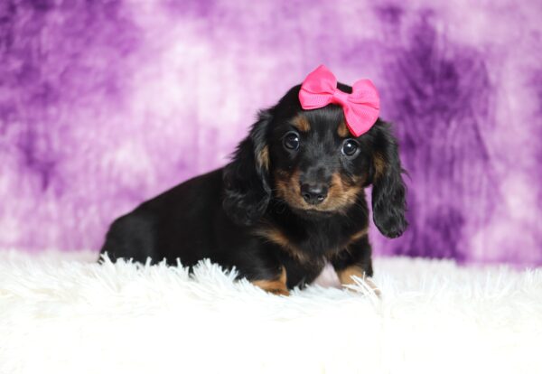 2883aaa Larissa-dachshund puppy -The Puppy Lodge.JPG
