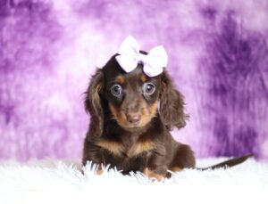 2884a-Livana-dachshund-puppy-The-Puppy-Lodge-scaled.jpg