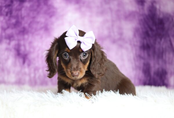 2884aa-Livana-dachshund-puppy-The-Puppy-Lodge-scaled.jpg
