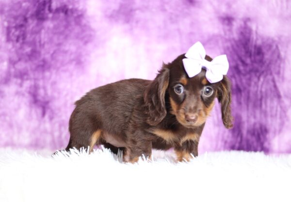 2884aaa-Livana-dachshund-puppy-The-Puppy-Lodge-scaled.jpg