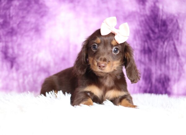 2885a-Livia-dachshund-puppy-The-Puppy-Lodge-scaled.jpg