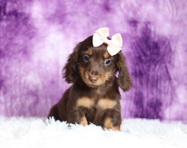 2885aa-Livia-dachshund-puppy-The-Puppy-Lodge-scaled.jpg