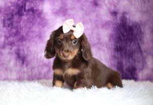 2885aaa-Livia-dachshund-puppy-The-Puppy-Lodge-scaled.jpg