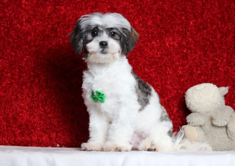 4587aaNathaneal teddy bear-the puppy lodge