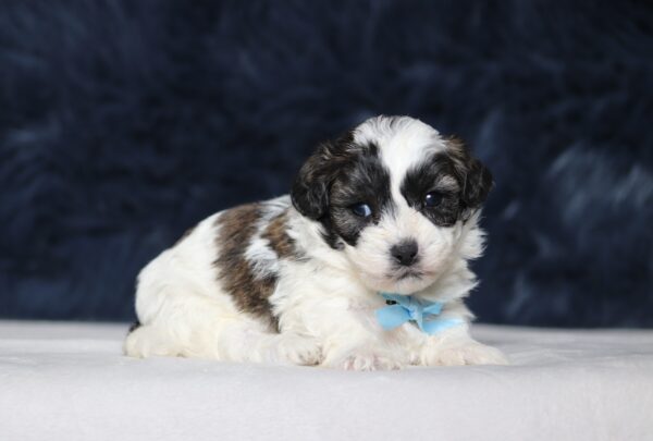 4587aa-Nathanael-Teddy-Bear-Puppy-The-Puppy-Lodge-scaled.jpg