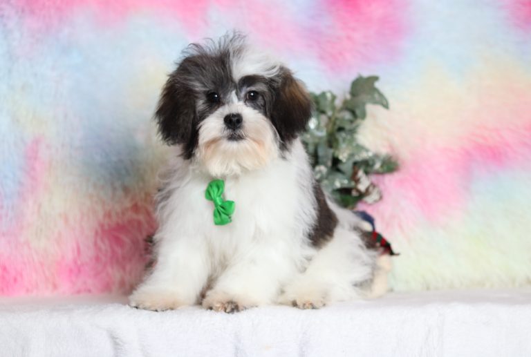 4587aaaNathaneal teddy bear-the puppy lodge