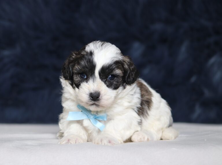 4587aaa-Nathanael-Teddy-Bear-Puppy-The-Puppy-Lodge-scaled.jpg