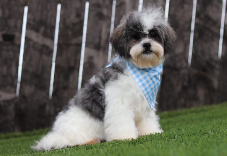 4587pppNathanael the teddy bear-the puppy lodge