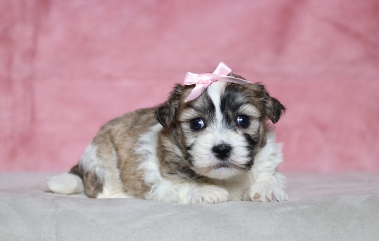 5394a-Nina-Teddy-Bear-Puppy-The-Puppy-Lodge-scaled.jpg