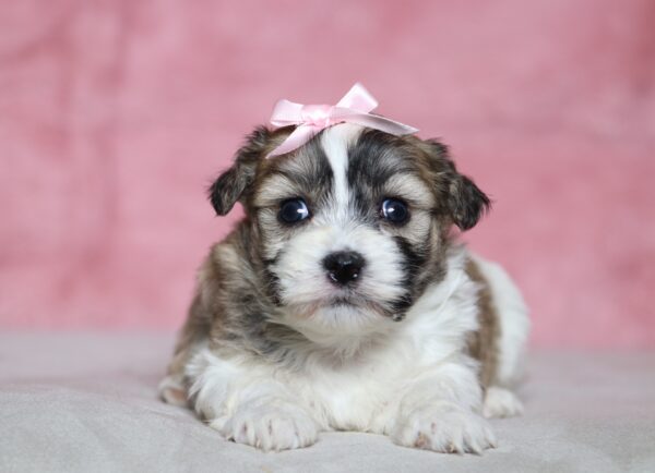5394aaa-Nina-Teddy-Bear-Puppy-The-Puppy-Lodge-scaled.jpg