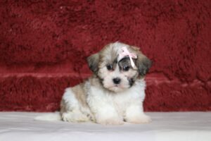5394aaaNina-Teddy-Bear-Puppy-The-Puppy-Lodge-scaled.jpg