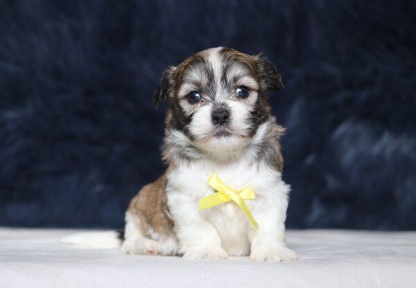 5533a-Niclas-Teddy-Bear-Puppy-The-Puppy-Lodge-scaled.jpg