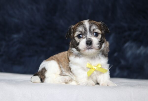 5533aa-Niclas-Teddy-Bear-Puppy-The-Puppy-Lodge-scaled.jpg
