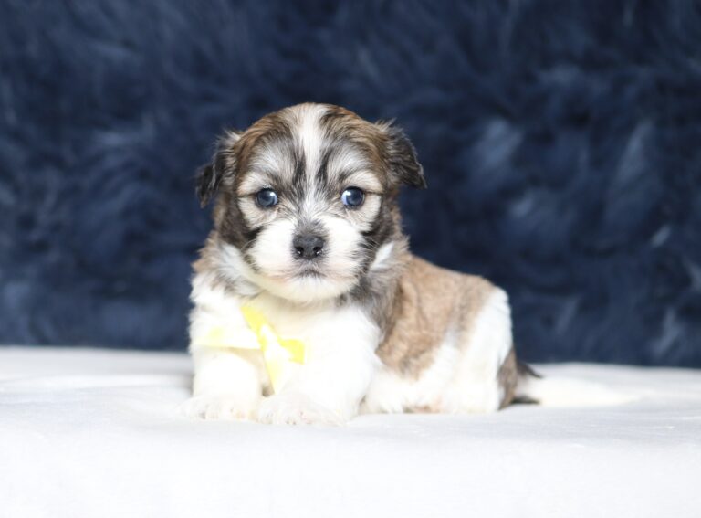5533aaa Niclas -Teddy Bear Puppy -The Puppy Lodge.JPG