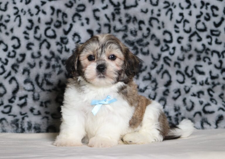 5533aaaNiclas-Teddy-Bear-Puppy-The-Puppy-Lodge-scaled.jpg