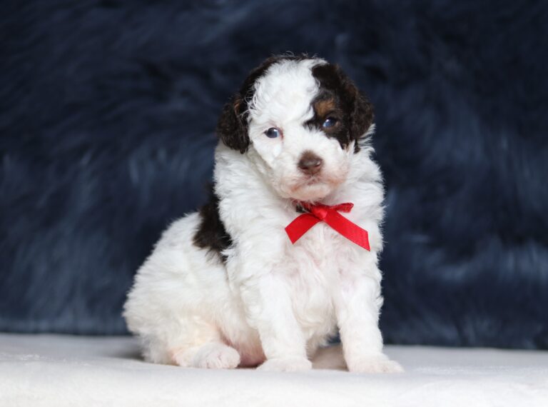 7201a Scout mini poodle puppy -The Puppy Lodge.JPG