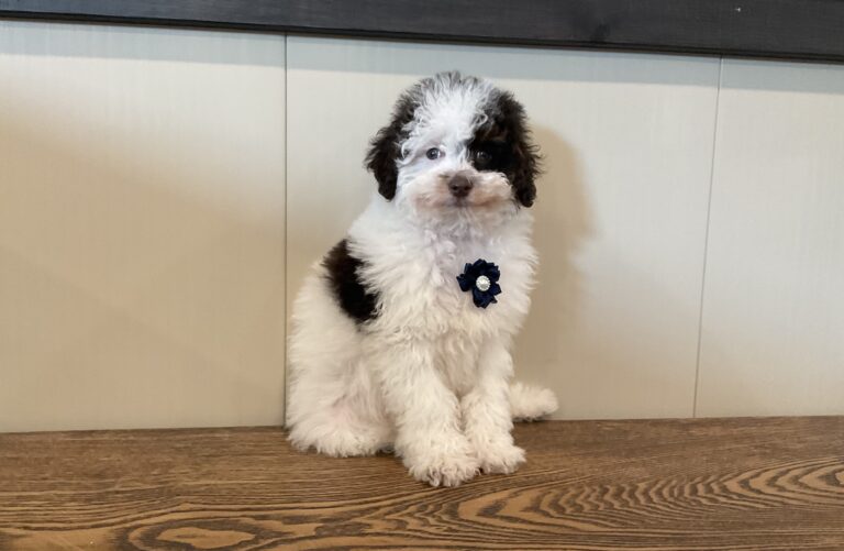 7201aaa Scooter the mini poodle-the puppy lodge