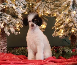 7201aa-Scooter-mini-poodle-Pawsome-Family-Pets