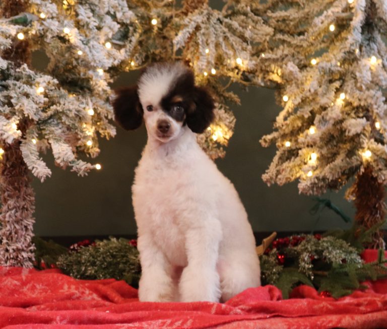 7201aa-Scooter-mini-poodle-Pawsome-Family-Pets