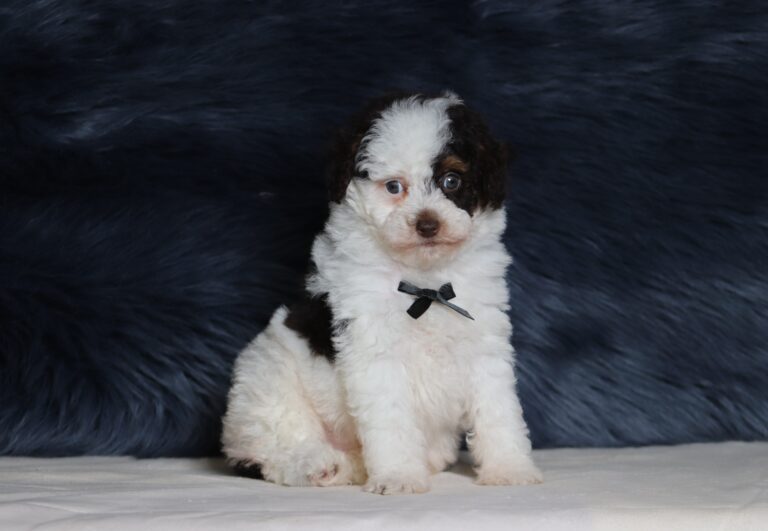 7201aa-Scout-mini-poodle-puppy-The-Puppy-Lodge-1-scaled.jpg