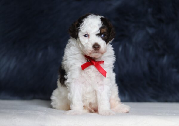 7201aa-Scout-mini-poodle-puppy-The-Puppy-Lodge-scaled.jpg