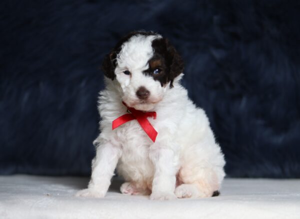 7201aaa-Scout-mini-poodle-puppy-The-Puppy-Lodge-1-scaled.jpg