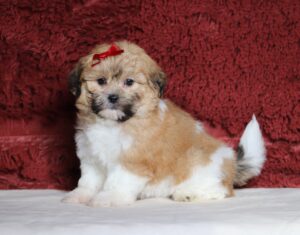 7206a Sienna Teddy Bear Puppy -The Puppy Lodge.JPG