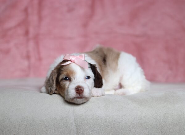 7208a-Sunshine-Doxidoodle-puppy-The-Puppy-Lodge-scaled.jpg