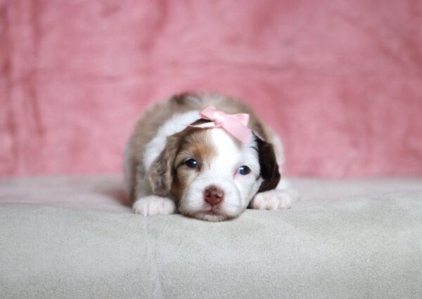 7208aa-Sunshine-Doxidoodle-puppy-The-Puppy-Lodge-scaled.jpg