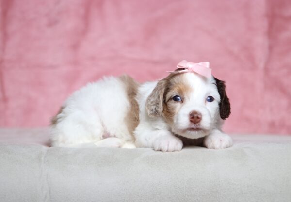 7208aaa Sunshine- Doxidoodle puppy-The Puppy Lodge.JPG