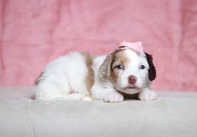 7208aaa Sunshine- Doxidoodle puppy-The Puppy Lodge.JPG