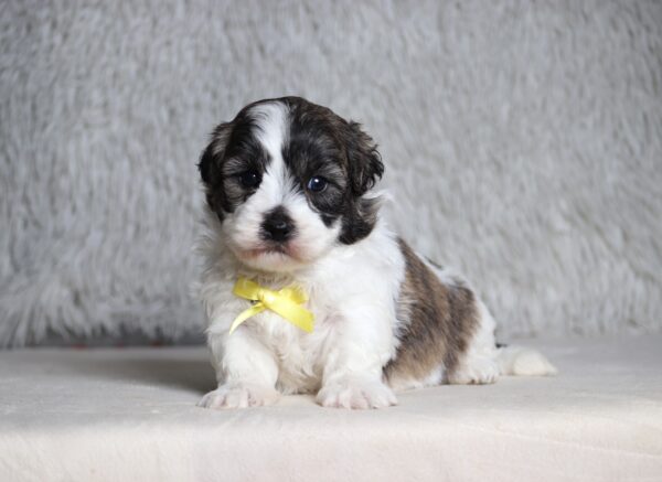 7210a-Speedy-Teddy-Bear-Puppy-The-Puppy-Lodge-scaled.jp