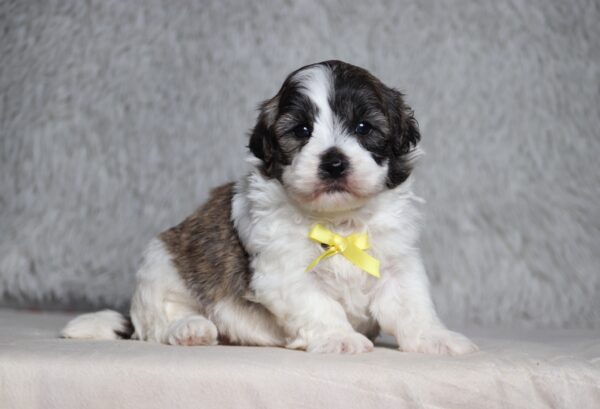 7210aa-Speedy-Teddy-Bear-Puppy-The-Puppy-Lodge-scaled.jpg