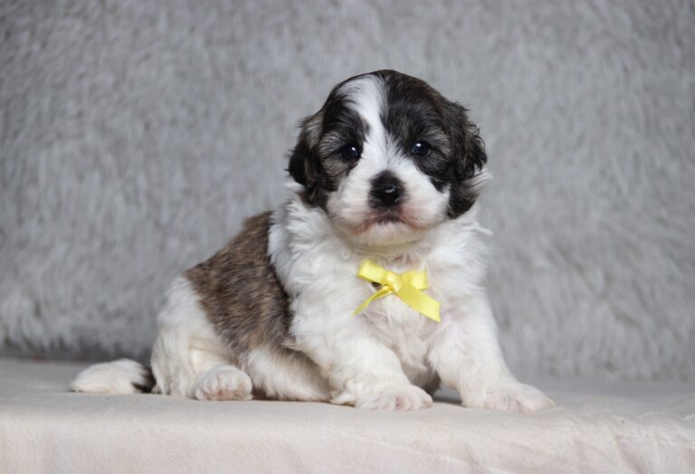 7210aa-Speedy-Teddy-Bear-Puppy-The-Puppy-Lodge-scaled.jpg