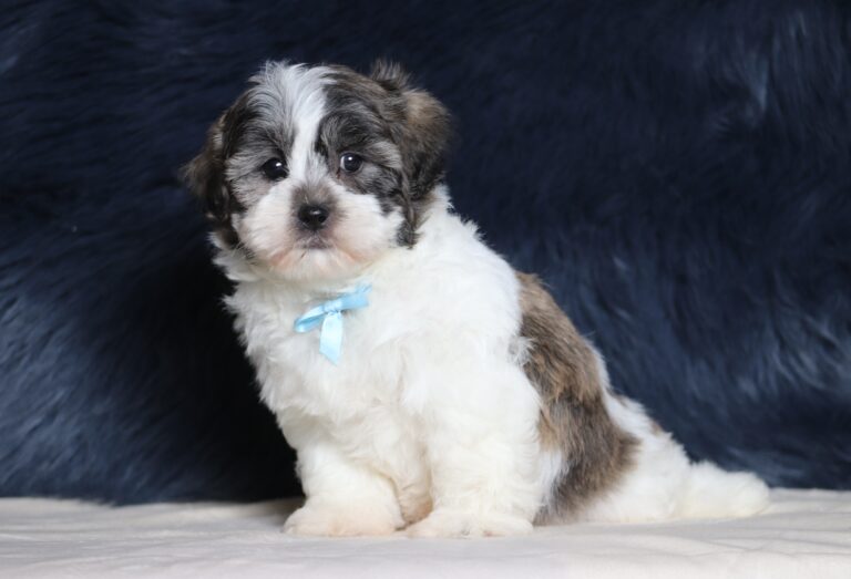 7210aaa-Speedy-Teddy-Bear-Puppy-The-Puppy-Lodge-1-scaled.jpg
