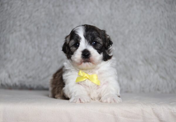 7210aaa Speedy Teddy Bear Puppy -The Puppy Lodge.JPG