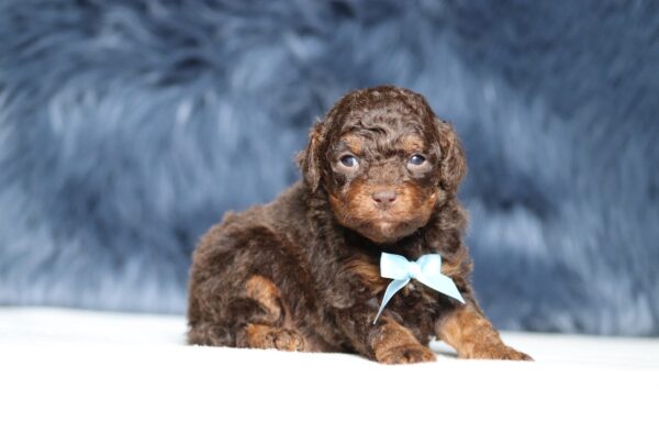 7211a Scout-Mini Poodle Pupppy-The Puppy Lodge.JPG